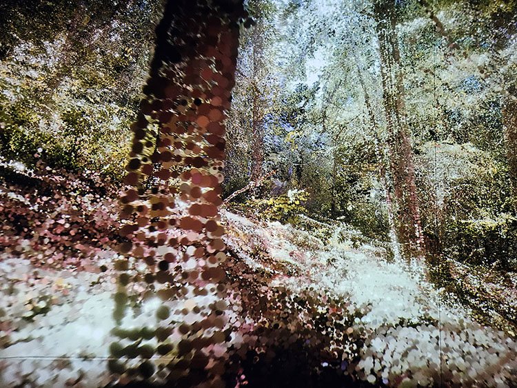 Les arbres communiquent entre eux à 220 hertz